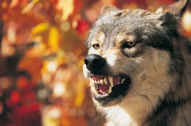 带猫做绝育猫会恨主人吗,女人带狗狗做绝育手术