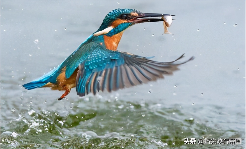 三年级语文第五单元知识重点总结,三年级语文第五单元重点知识考点