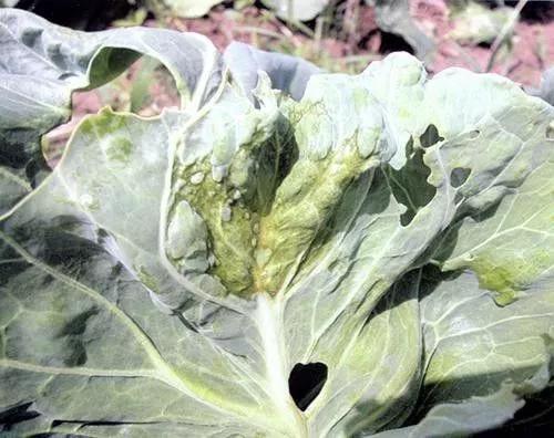 作物缺素口诀,作物营养缺素诊断与科学施肥