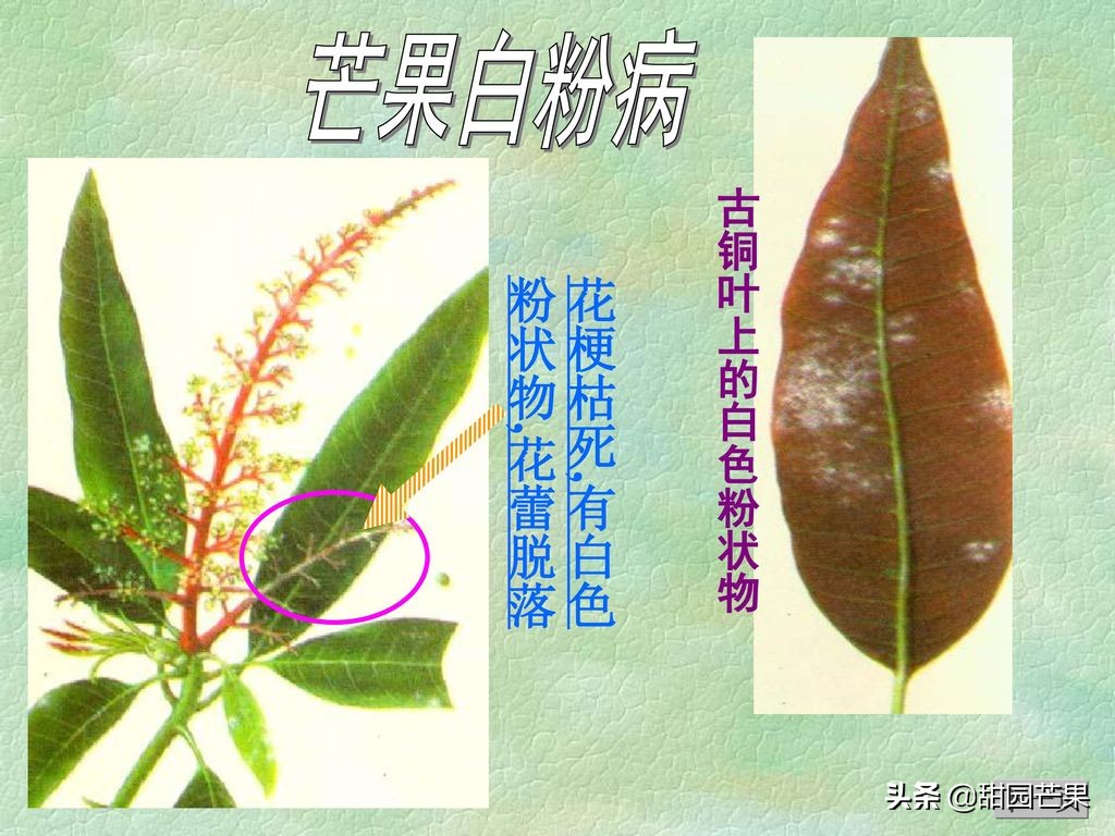 芒果最常见的病是什么病,芒果白锈病如何治疗