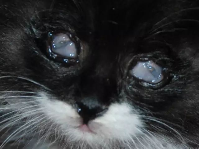 如果猫的眼瞎了怎么治,猫眼睛被眼屎糊住怎么清理