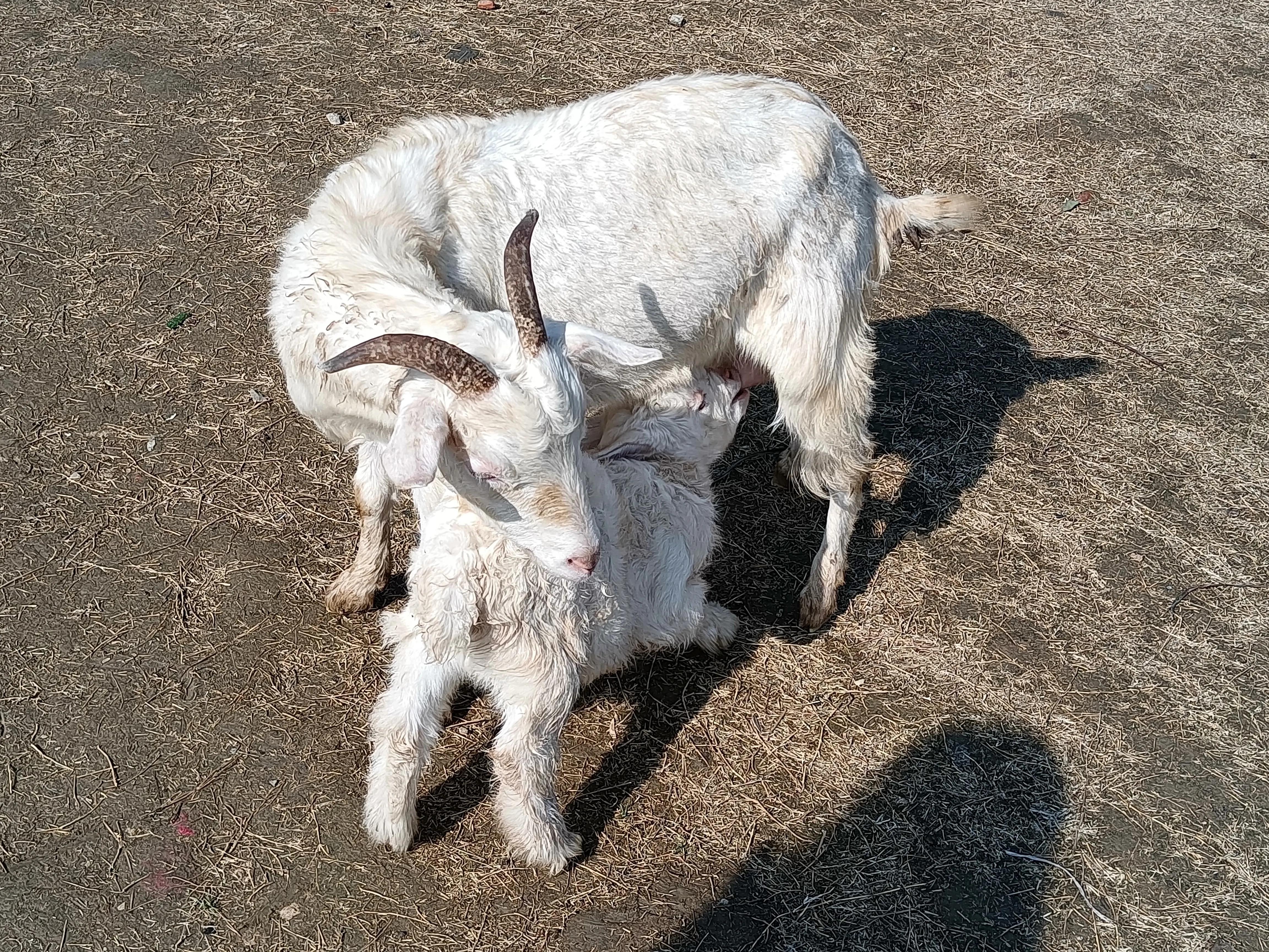 上方山森林公园作文,上方山森林公园动物世界