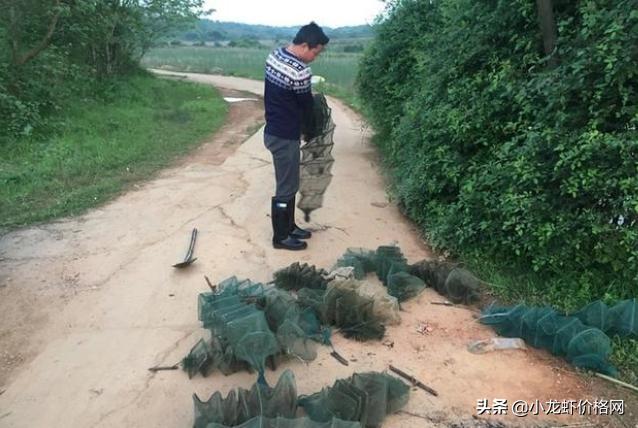 澳洲淡水龙虾养殖利润大吗,大棚养殖龙虾一亩成本与利润