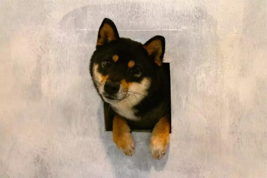 19.9包邮毛绒羊驼,羊驼9.9元秒杀直播