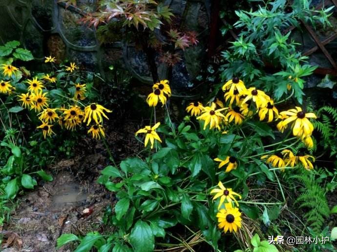 花草蔫了用了啥药,花草突然萎蔫后如何养护