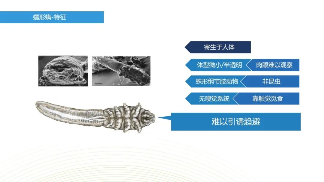 眼睛总是痒？总感觉眼睛里有东西？结膜炎角膜炎反反复复？可能是你的眼睛里有螨虫