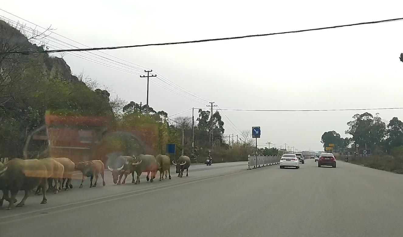 第一次走贵港峡山这条路,感觉和贵港-八塘那条路有得一拼