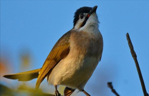 东江揽胜,惠州淡水常见鸟类图谱