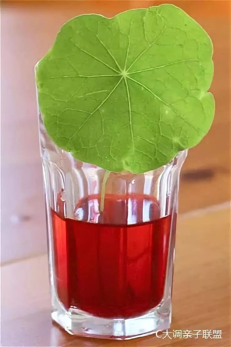 科学实验好奇心,科学入门小实验