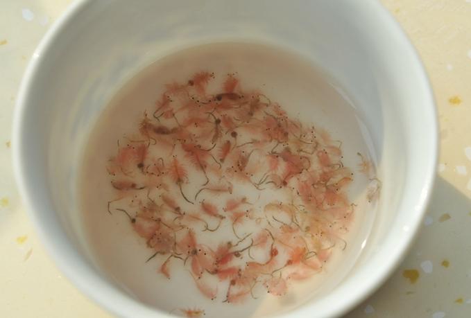 可以养的观赏水母,什么宠物水母最好养活的