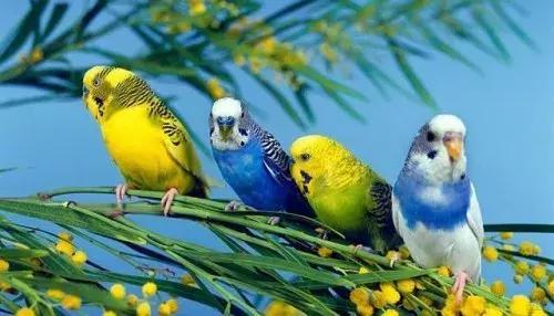 绿金顶配紫罗兰出什么品种的鹦鹉,小太阳鹦鹉凤梨和黄边哪个品种好