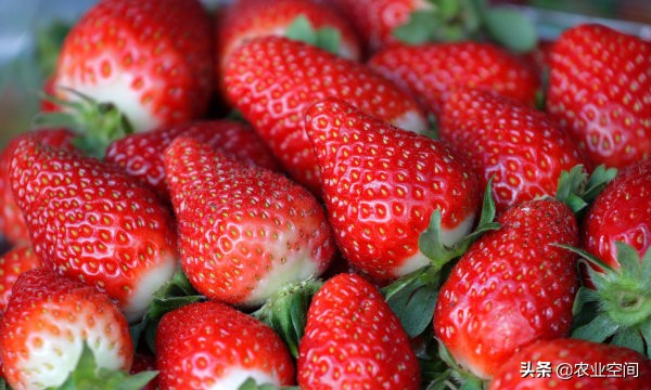 草莓加工酿酒,草莓除了泡酒还可做什么