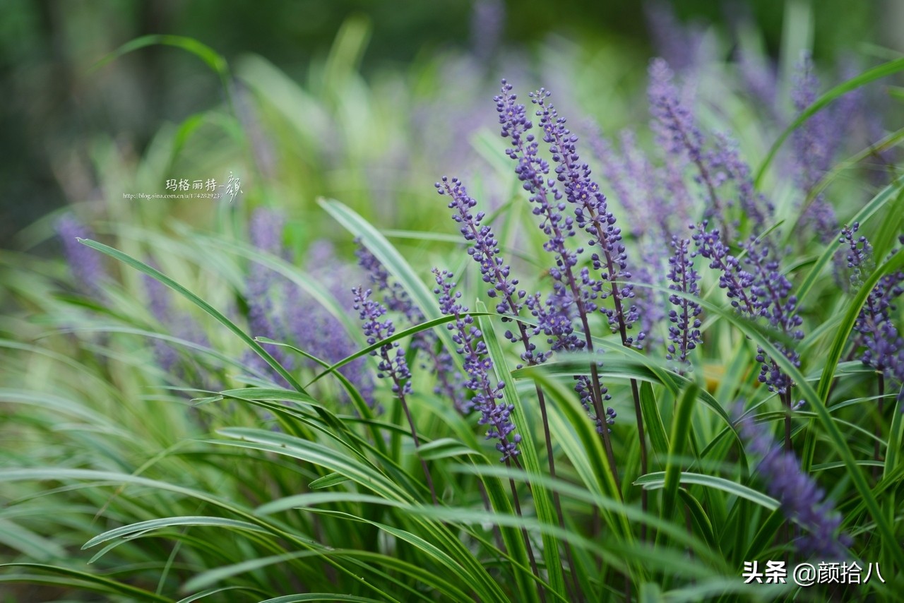 花园里的银边麦冬太好看，竟然被偷了|园丁