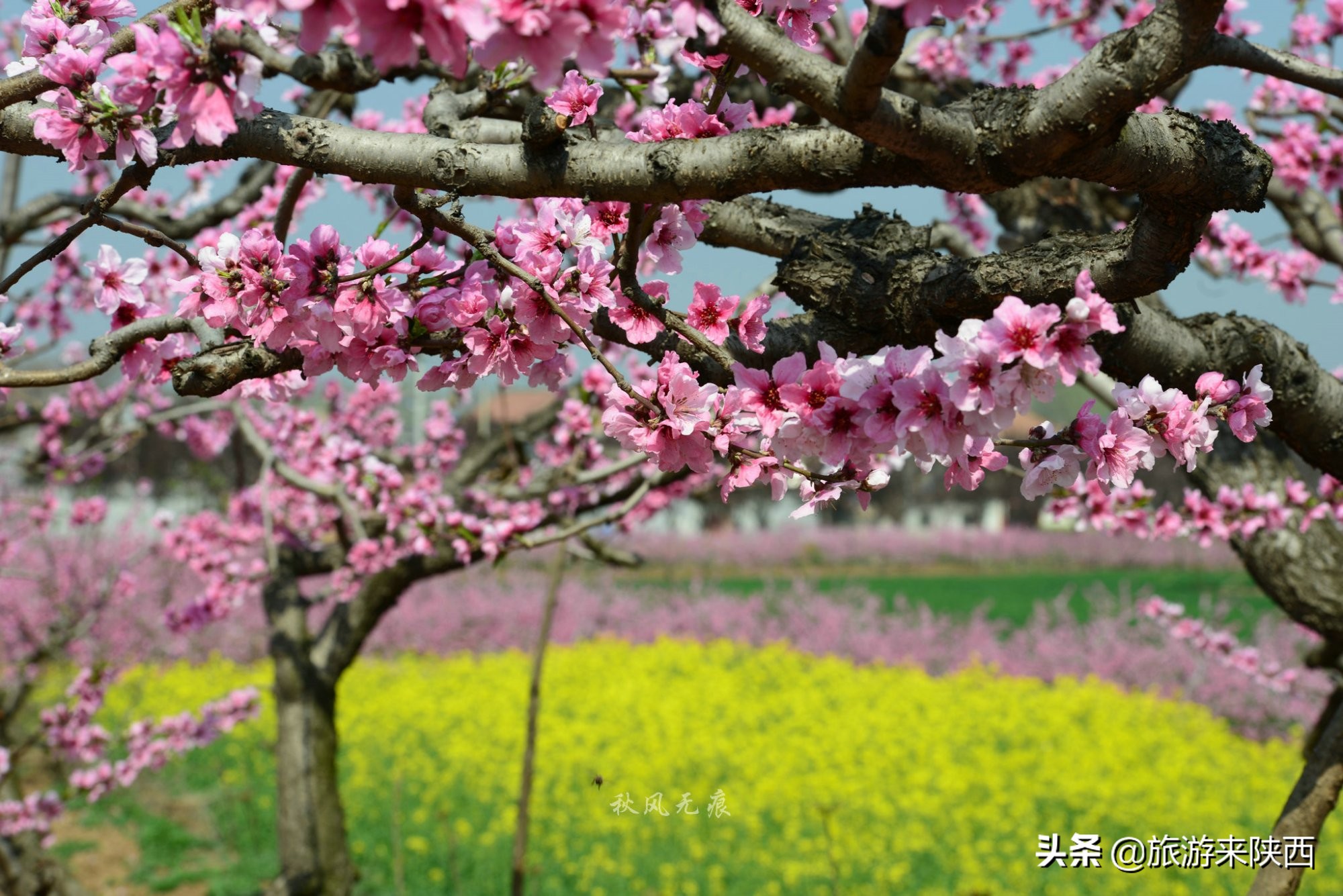 长安区王莽千亩桃园,西安王莽万亩桃花源