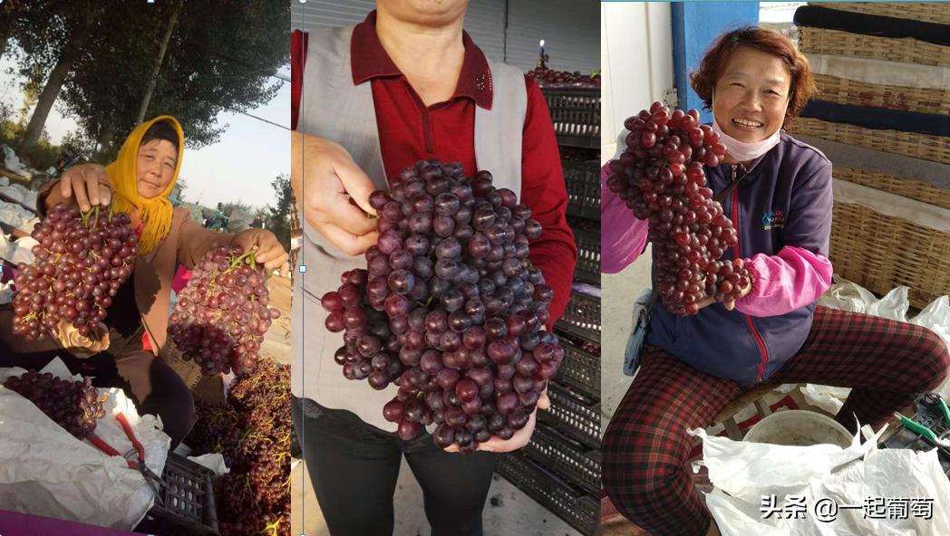 库存葡萄行情,2020年年底库存盘点清单