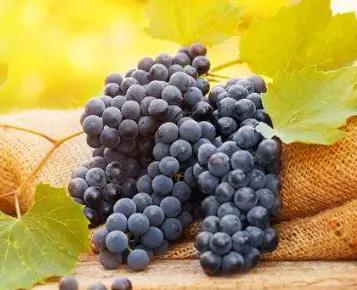 提子和葡萄有什么区别吗,夏黑提子和葡萄的区别