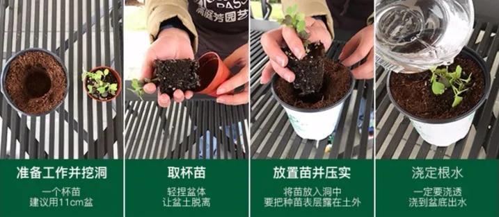 夏季适合做沙拉的蔬菜有哪些,种蔬菜教程阳台