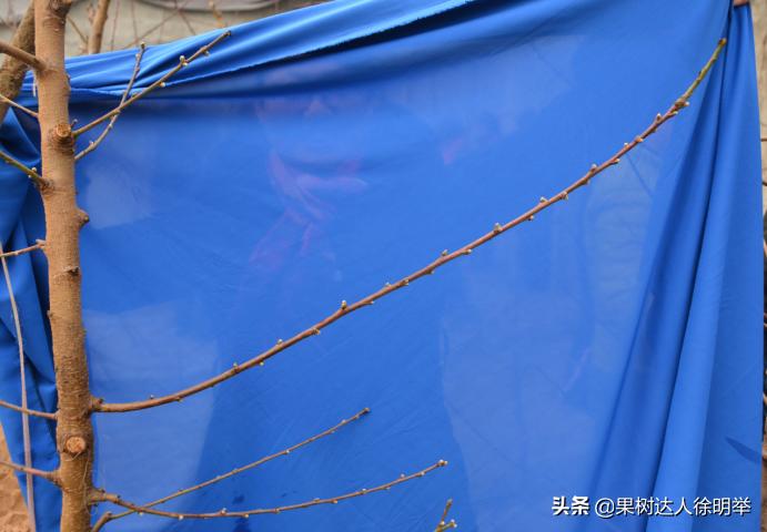 想要果树长好怎么管理,修剪时如何区分桃树的果芽和叶芽