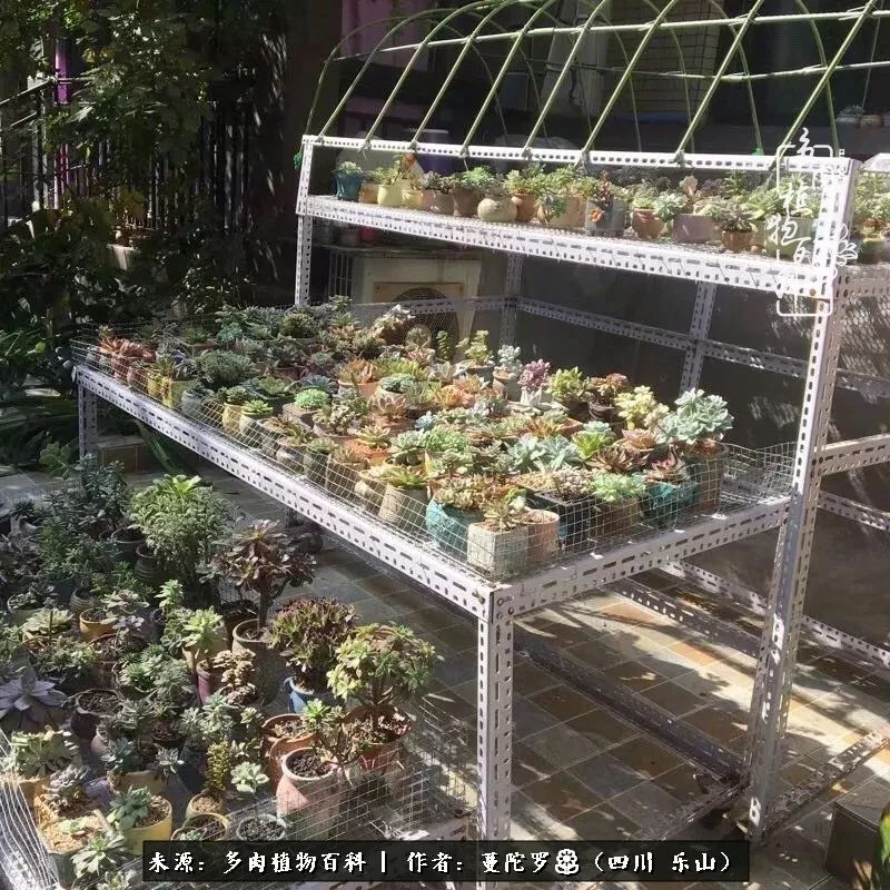 转角遇见多肉,遇见多肉治愈自己