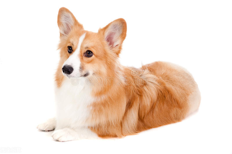 柯基犬的优点缺点有哪些,伊丽莎白女王的柯基犬怎么样了