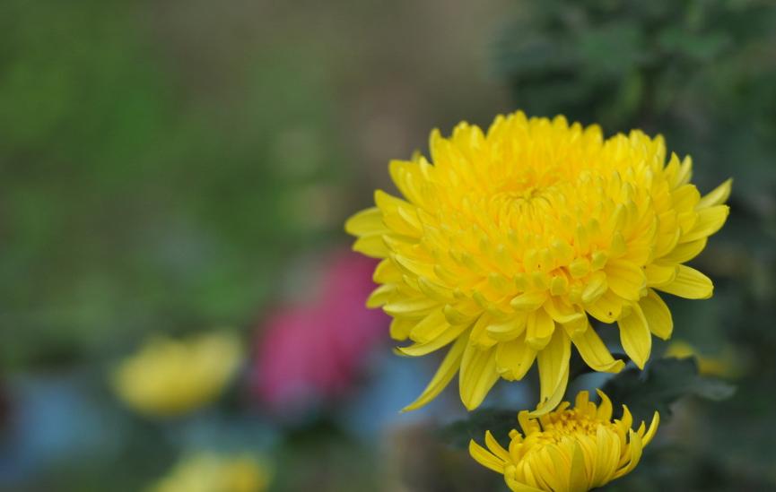 黄花不负秋上联,黄花不负秋立冬有收获