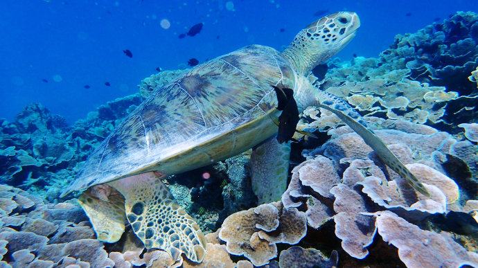 海上香格里拉金町湾,马尔代夫香格里拉隐逸的海岛天堂