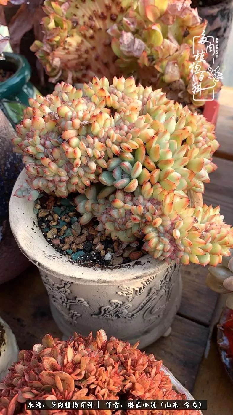 多肉冬季搬进屋里前需要浇水么,多肉过冬