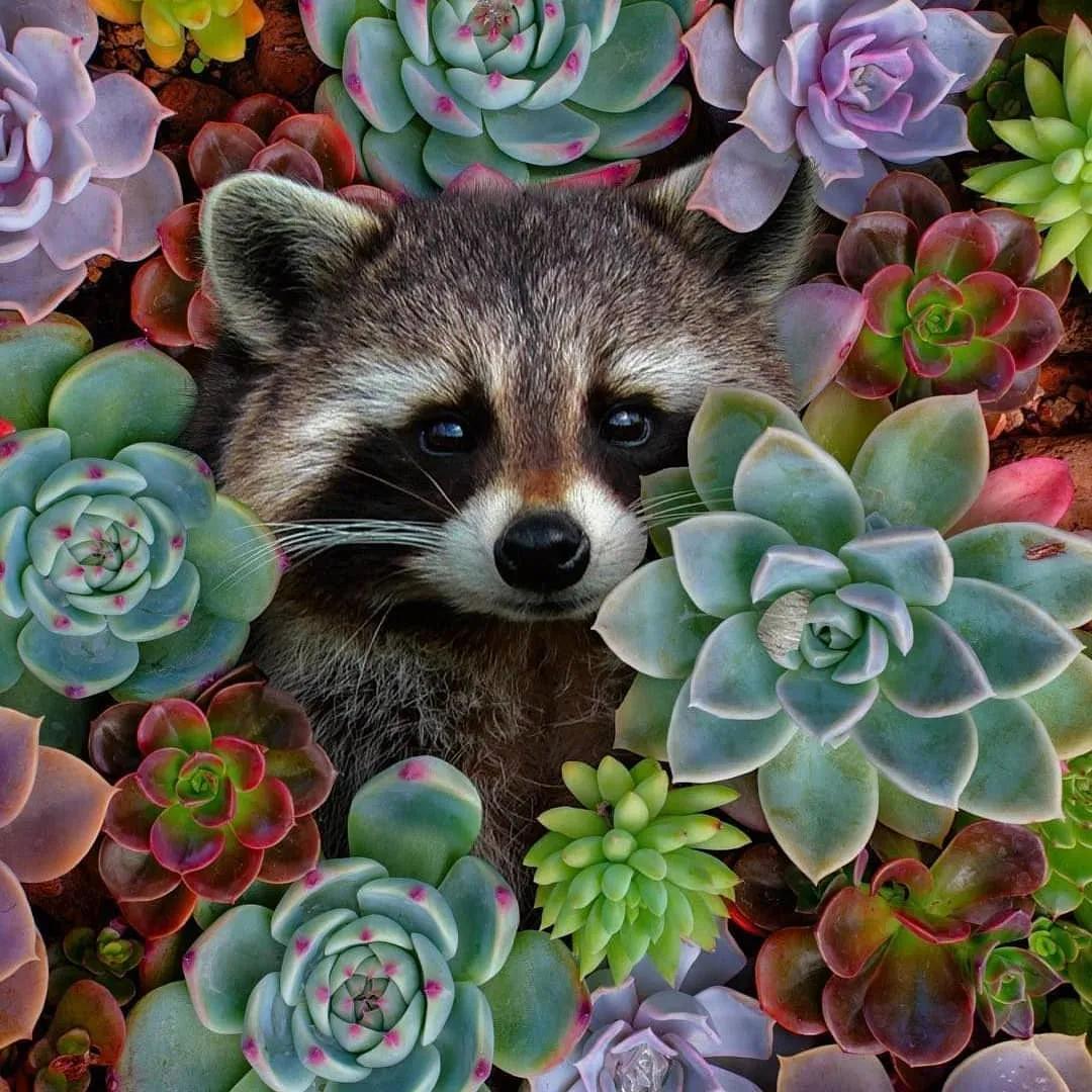 肉肉长根瘤怎么处理,肉肉养殖前的处理方法