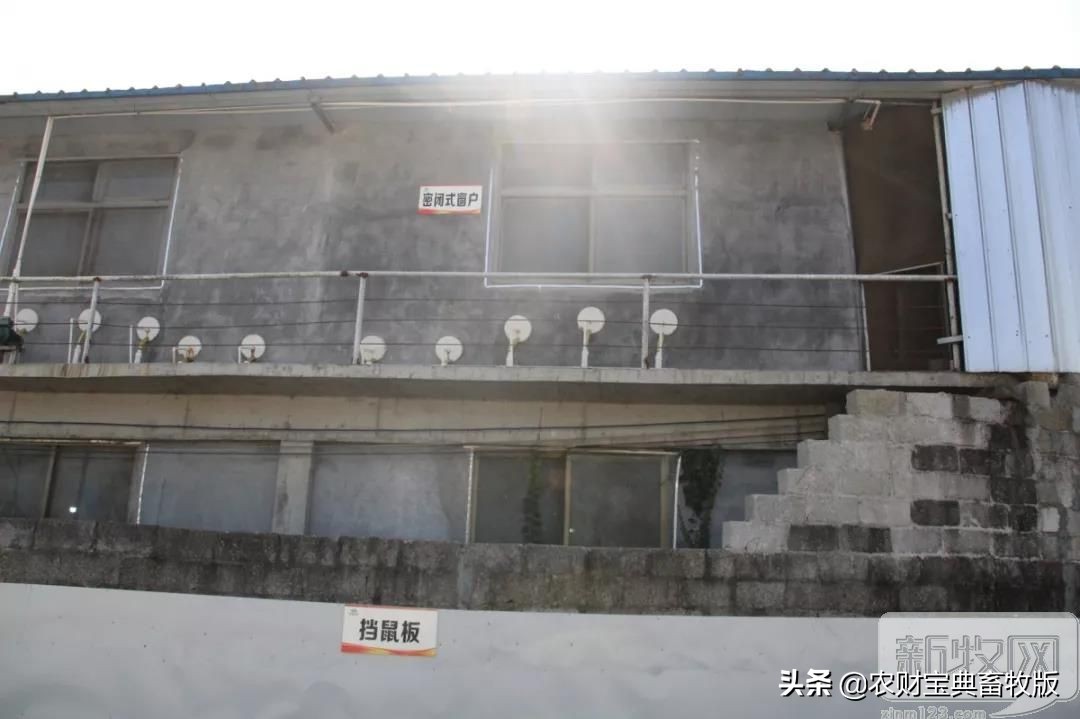 买猪肉看过来,猪场买猪全过程