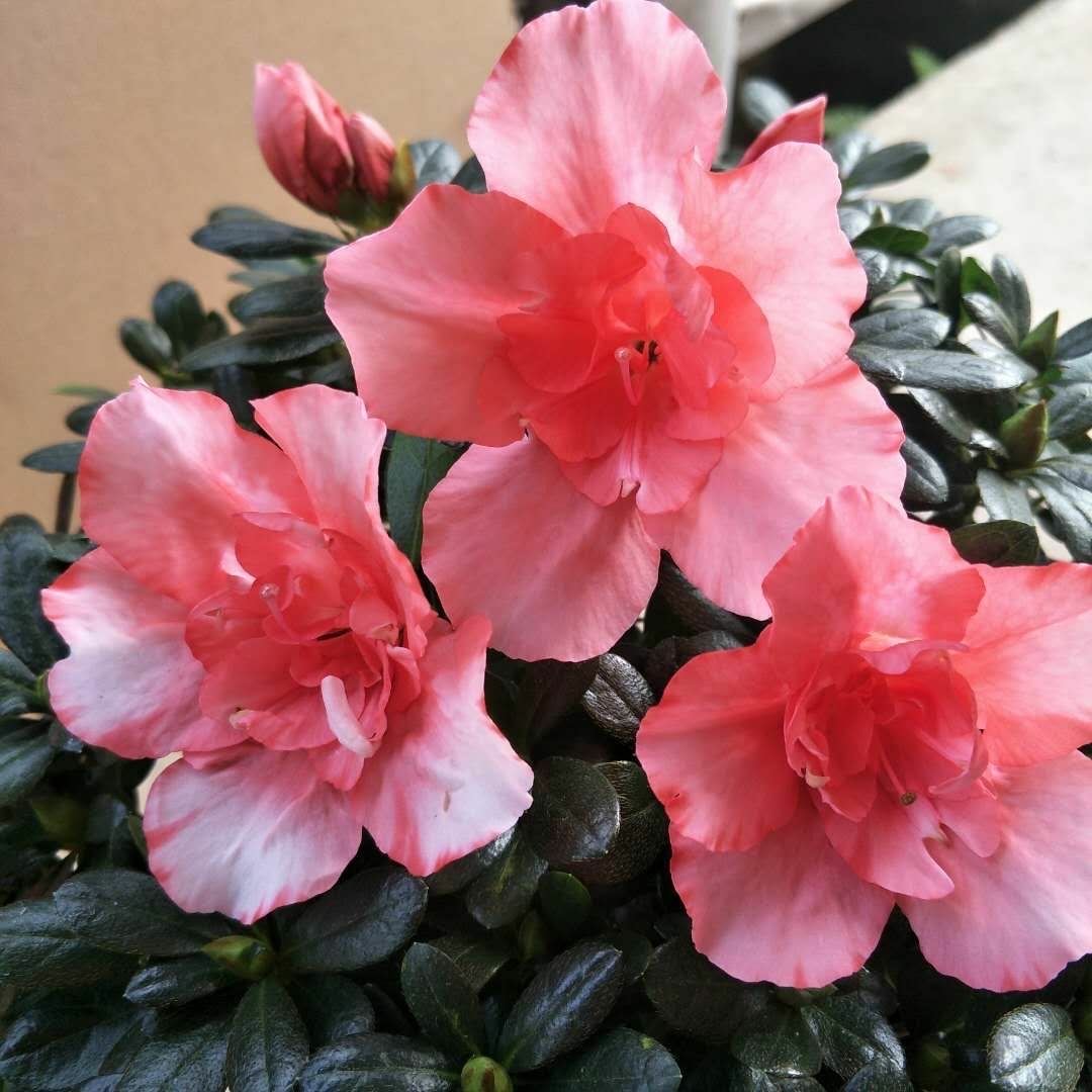 杜鹃花花苞下发新叶,养好杜鹃花用什么土最好