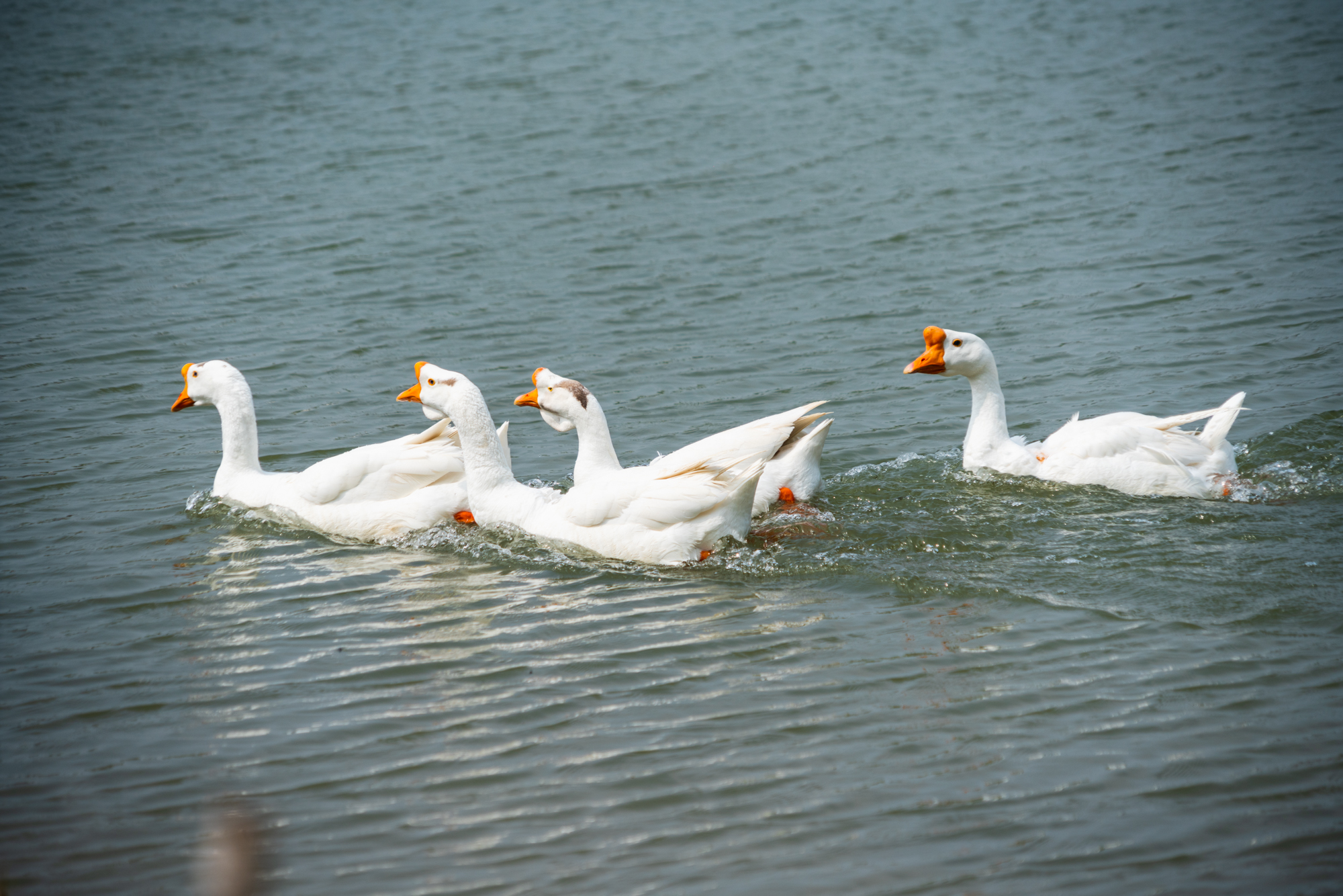 国际鲜花港郁金香,看郁金香北京国际鲜花港