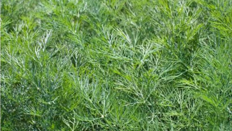 茴香种植最简单方法,茴香怎么种植小技巧简单