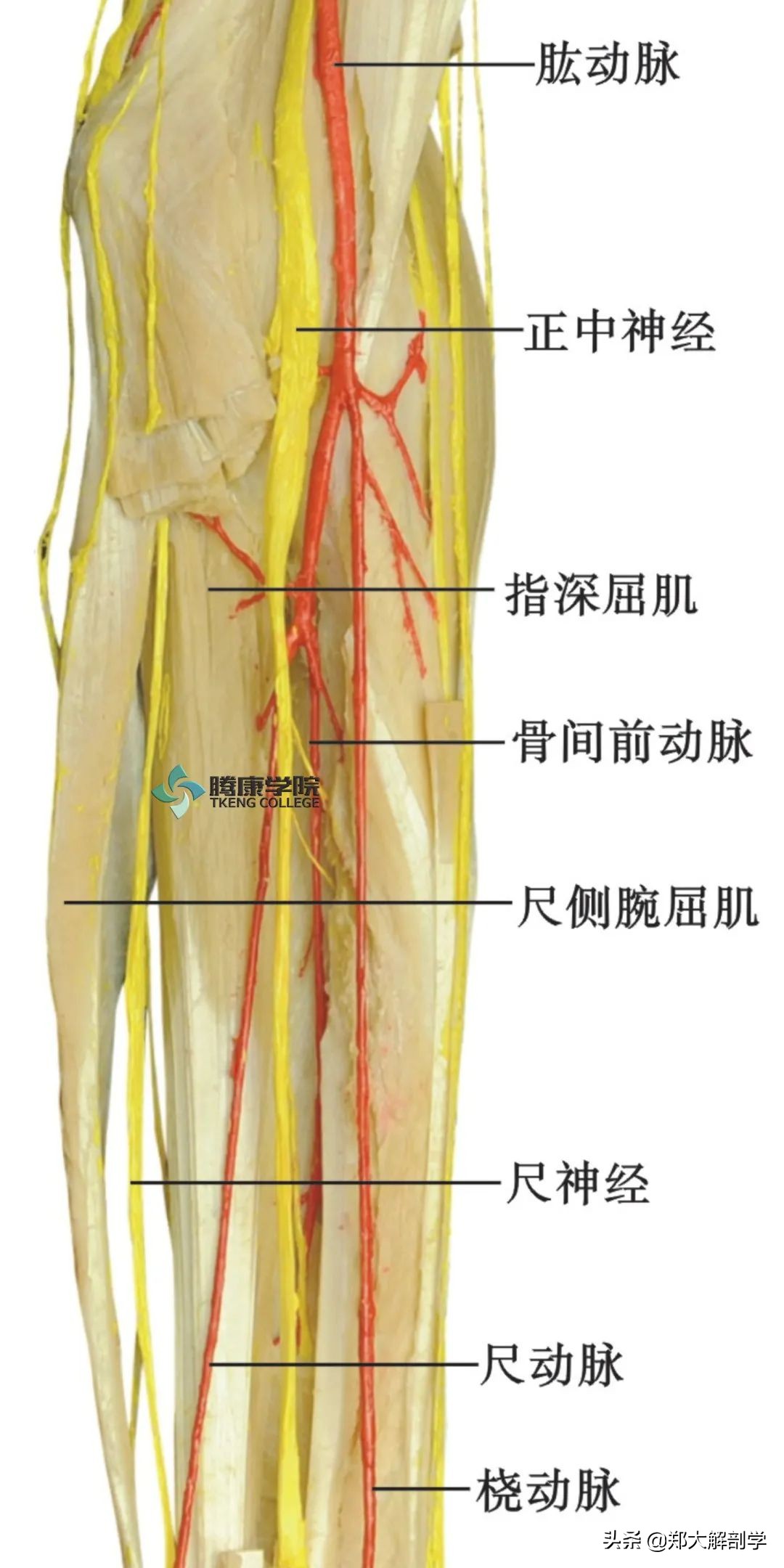 手腕正中神经卡压怎样治疗,腕管正中神经卡压怎么按摩