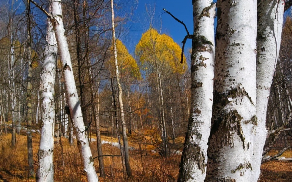 世界上最硬的树木铁桦树,世界上最坚硬的木是什么木头