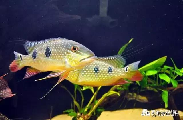 食土鲷一般多大尺寸,食土鲷哪个品种小一点