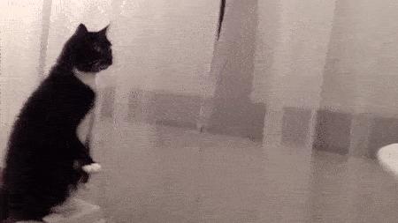 猫咪照镜子看自己,猫咪照镜子是什么样子图片