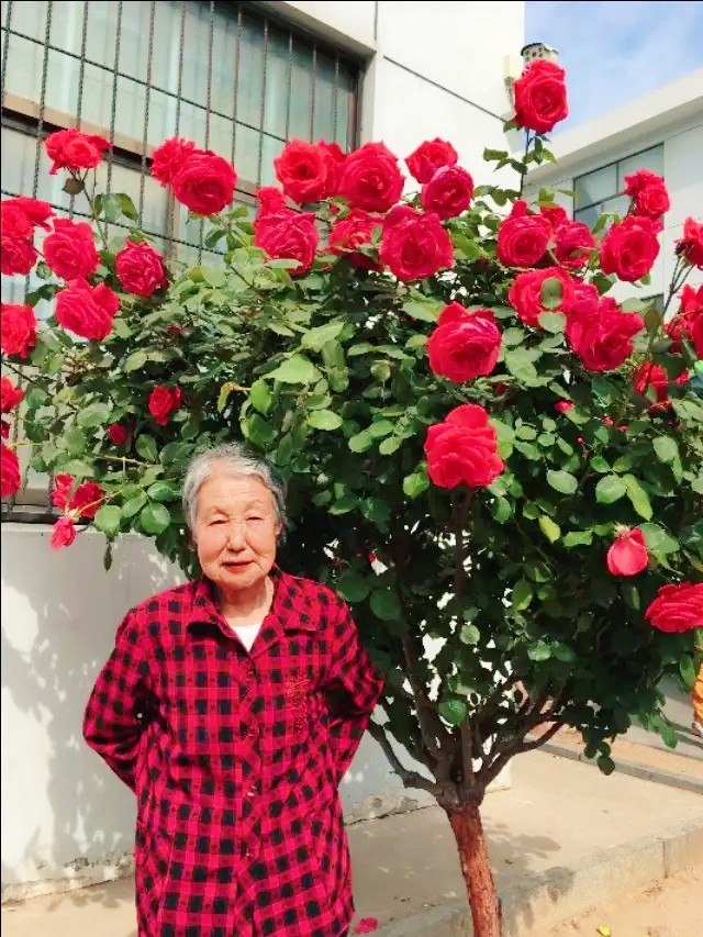 鎴戠殑姣嶄翰骞朵笉浼熷ぇ璇綍,姣嶄翰骞朵笉瀹岀編浣嗕細绔敖鍏ㄥ姏