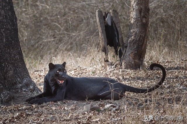 有很多国家都有中国的熊猫英文,哪些国家有中国的熊猫