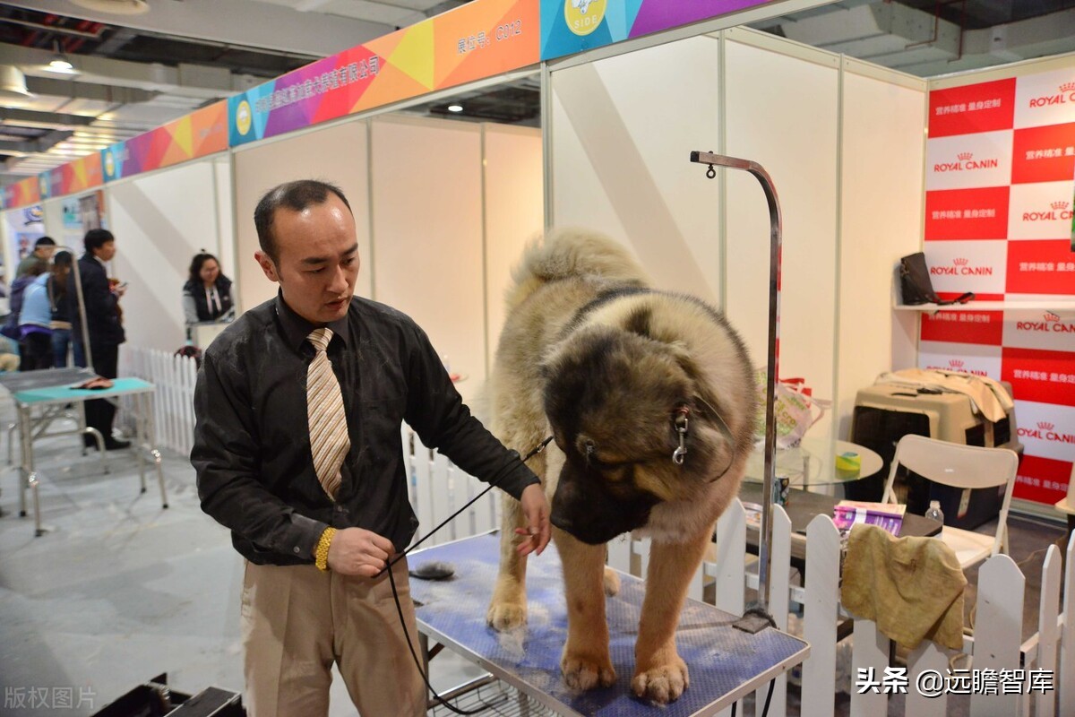 国内宠物产品研究现状及趋势分析,宠物行业新国货