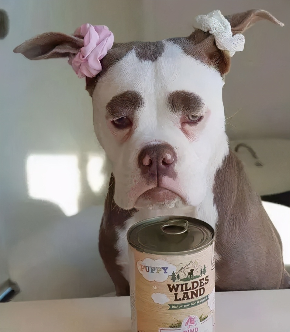 狗狗最初是白毛现在变黄怎么回事,刚一个月的狗狗毛是白黄的正常吗