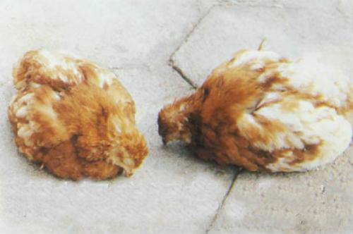 鸡传染性法氏囊病最好的药,临床上如何识别鸡传染性法氏囊病