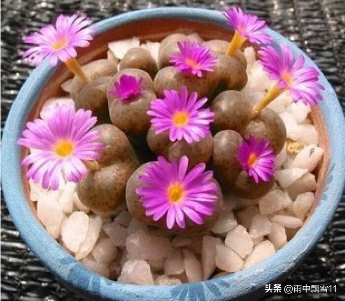 养多肉植物生石花,多肉植物生石花