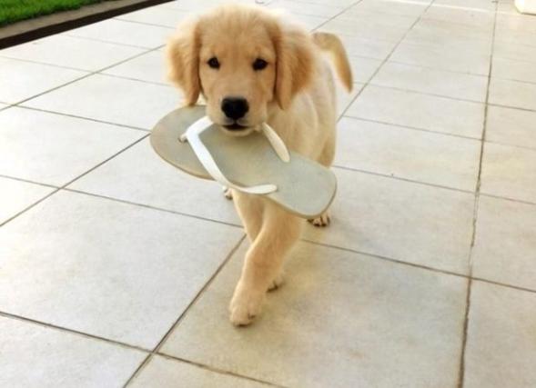 如何正确给狗狗玩具,了解狗狗的玩具最适合哪一种