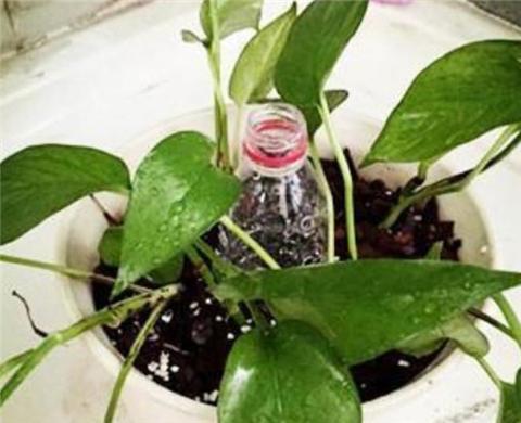 自制绿萝柱不用棕榈皮行吗,自制绿萝爬柱