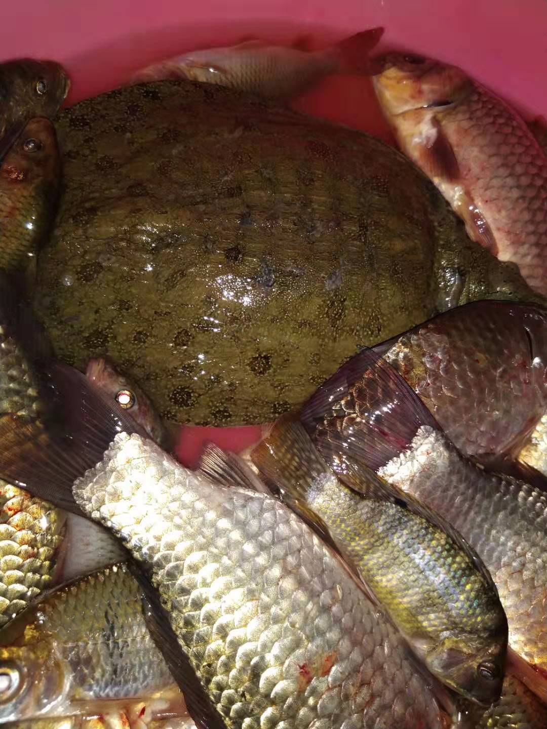 夏季小鲫鱼太多如何钓大板鲫,冬天野钓大板鲫的最佳方法