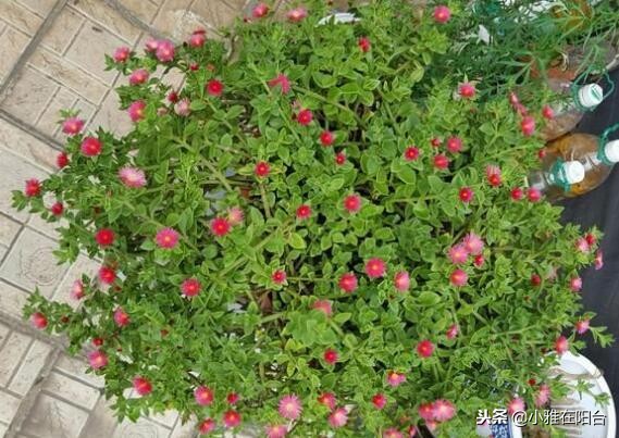 什么吊兰好养也漂亮,好养开花好看的吊兰