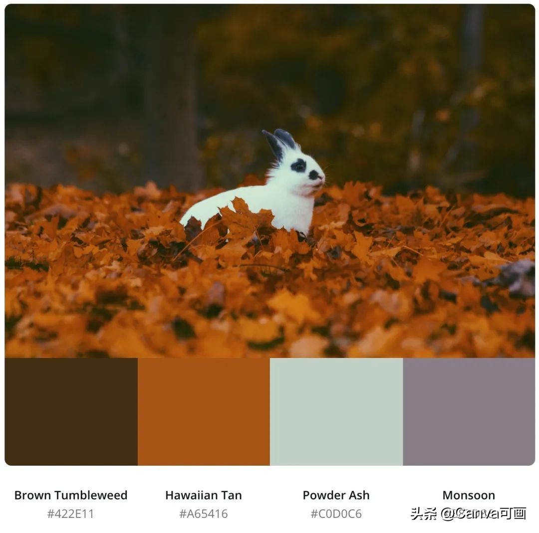 秋天配色插画秋高气爽,秋季高清插画