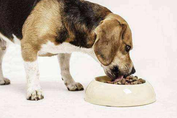 狗狗爱放屁是什么原因呢,狗狗放屁自己知道吗