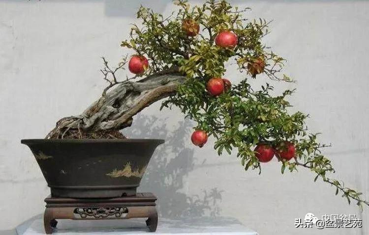 金银花盆景的修剪方法,盆景的修剪知识与技法