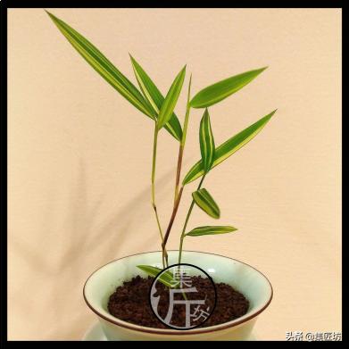 宁可食无肉不可居无竹词朗读,宁可食无肉不可居无竹带字图片